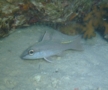 Cardinalfish - Spiny-head Cardinalfish - Apogon urostigma