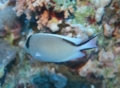 Angelfish - Lyretail Angelfish - Genicanthus caudovittatus