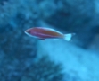 Basslets - Red Sea Anthias(Red Sea Fairy Basslet) - Pseudanthias taeniatus