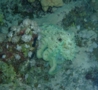 Octopuses - Big Red Octopus - Octopus cyaneus
