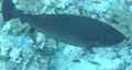 Surgeonfish - Sleek Unicornfish - Naso hexacanthus