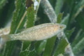 Wrasse - Grey Wrasse - Symphodus cinereus