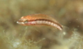 Comber - Comber - Serranus cabrilla