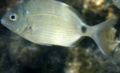 Breams - Annular seabream - Diplodus annularis