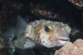 Porcupinefish - Spotbase Burrfish - Cyclichthys spilostylus