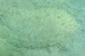 Flatfish - Moses Sole - Pardachirus marmoratus
