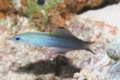 Dartfish - Blackfin Dartfish - Ptereleotris evides