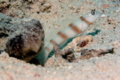 Gobies - Magnus prawn goby - Amblyeleotris sungami