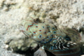 Gobies - Harlequin prawn goby - Cryptocentrus caeruleopuncatus