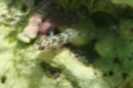 Gobies - Spotted Dwarfgoby - Eviota guttata