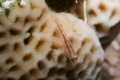 Gobies - Common Ghost Goby - Pleurosicya mossambica