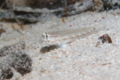 Gobies - Eye-bar Goby - Gnatholepis anjerensis