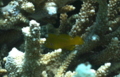 Gobies - Lemon Coral Goby - Gobiodon citrinus