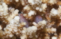 Gobies - Rippled coral goby - Gobiodon rivulatus