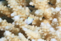 Damselfish - Red Sea Dascyllus - Dascyllus marginatus