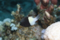 Damselfish - Twotone Chromis - Chromis dimidiata