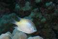 Damselfish - Yellowfin Damselfish(Yellow-side Damselfish) - Amblyglyphidodon flavilatus