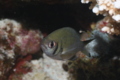 Damselfish - Weber's chromis - Chromis weberi