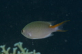 Damselfish - Miry's Demoiselle(Miry's Damselfish) - Neopomacentrus miryae