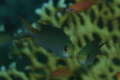 Damselfish - Miry's Demoiselle(Miry's Damselfish) - Neopomacentrus miryae