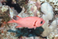 Squirrelfish - White-edged Soldierfish - Myripristis murdjan