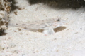 Gobies - Common fusegoby - Fusigobius neophytus