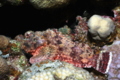 Scorpionfish - Tassled Scorpionfish - Scorpaenopsis oxycephala
