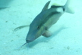 Goatfish - Longbarbel Goatfish - Parupeneus macronema