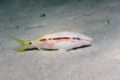 Goatfish - Red Sea goatfish - Parupeneus forsskali