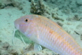 Goatfish - Cinnabar goatfish - Parupeneus heptacanthus