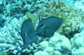 Filefish - Honeycomb filefish - Cantherhines pardalis
