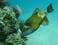 Triggerfish - Titan Triggerfish - Balistoides viridescens