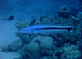 Tilefish - Blue blanquillo - Malacanthus latovittatus