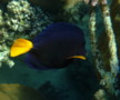 Surgeonfish - Yellowtail Surgeonfish - Zebrasoma xanthurum