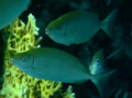 Rabbitfish - Red Sea Rabbitfish - Siganus rivulatus