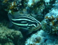 Soapfish - Six-striped Soapfish - Grammistes sexlineatus