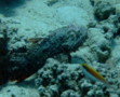 Scorpionfish - Red Sea Walkman - Inimicus filamentosus
