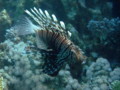 Lionfish - Lionfish - Pterois miles