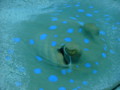 Stingrays - Blue Spotted Stingray - Taeniura lymma