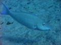 Parrotfish - Longnose Parrotfish - Hipposcarus harid
