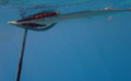 Needlefish - Red Sea Needlefish - Tylosurus choram