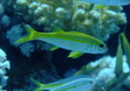 Goatfish - Yellowfin Goatfish - Mulloides vanicolensis