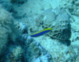 Dottybacks - Yellowback Dottyback - Pseudochromis flavivertex