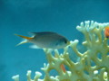 Damselfish - Miry's Demoiselle(Miry's Damselfish) - Neopomacentrus miryae