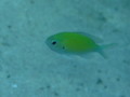 Damselfish - Blue Green Damselfish - Chromis viridis