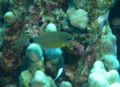 Cardinalfish - Orangelined cardinalfish - Archamia fucata