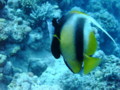 Butterflyfish - Red Sea Bannerfish - Heniochus intermedius