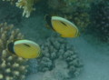 Butterflyfish - Exquisite Butterflyfish - Chaetodon austriacus