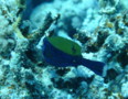 Trunkfish - Arabian Boxfish - Ostracion cyanurus