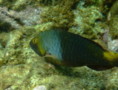Parrotfish - European Parrotfish - Sparisoma cretense